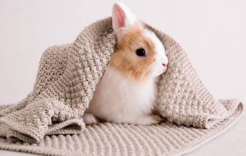 Artikelbild des Artikels “Decke aus Cool Wool Baby “