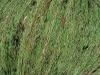 03 - grün/beige meliert
